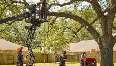 Tree pruning service in Harrisburg, PA for healthier, safer trees by Arbor Tree Care