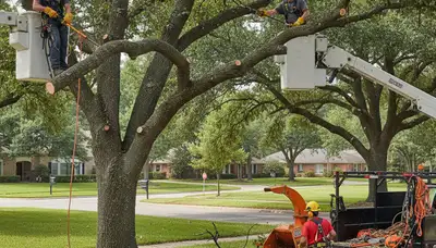 Arbor Tree Care pruning a tree in Harrisburg, PA for healthier, safer growth