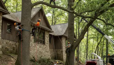 Tree service crew in Harrisburg, PA providing professional tree trimming and removal services