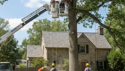 Tree service crew providing tree removal in Harrisburg, PA