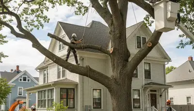 Tree service crew in Harrisburg, PA providing professional tree trimming and removal services