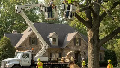 Tree service crew in Harrisburg, PA providing professional tree removal and trimming services
