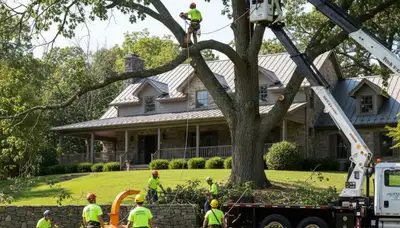 Tree service crew in Harrisburg, PA providing professional tree trimming and removal services