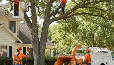 Tree trimming crew serving Harrisburg, PA residential properties with professional arborist care
