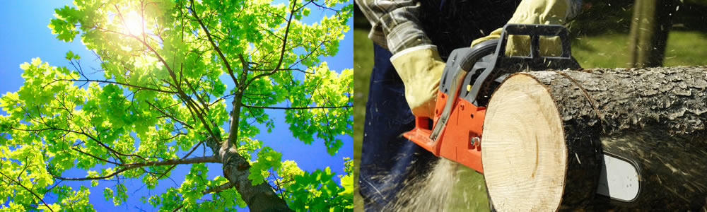 Tree Services Dauphin